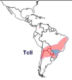 Clade C Distribution