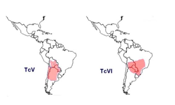 Hybrids Distribution